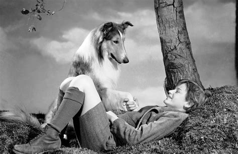 cast of lassie|lassie come home 1943 cast.